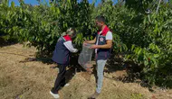 Söke’de kiraz üretimi için sağlık taraması başladı