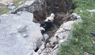 Akçakale'de foseptik kuyusuna düşen inek kurtarıldı