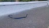 Aydın sokaklarında yılanların çiftleşme dansı şaşkınlık yarattı