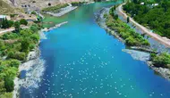 Murat Nehri martıların gökyüzü dansına ev sahipliği yapıyor
