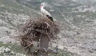 Aydınlı leylekler için elektrik direğine özel yuva yapıldı
