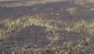 Siverek’te trafo yangını felaketi 200 dönüm yandı 3 kişi yaralandı