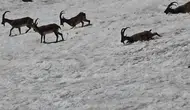 Tunceli dağlarında yaban hayatı karla kaplı arazide bir araya geldi