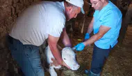 Elazığ Ağın’da hayvan sağlığı için sahaya inildi