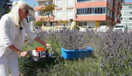 Bilecik’in lavanta projesi dünya devlerini geride bıraktı