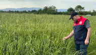 Kaynaşlı’da tarlalar mercek altında