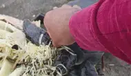 Samandağ sahilinde bir yavru kaplumbağayı ölümden döndürdüler