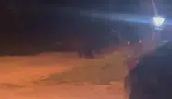 Düzce'de gece yarısı köy meydanına ayı indi