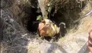 Osmaniye’de kuyuya düşen buzağıyı itfaiye ekipleri çıkardı