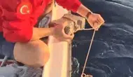 Kuşadası açıklarında vicdansızlık Caretta carettayı ölüme terk ettiler