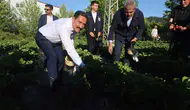 Hatay çileğinde bu yıl rekor üretim beklentisi