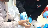 Yaralı kaz acil serviste şifa buldu