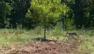Malatya’da bahçedeki kurtla çiftçinin gergin karşılaşması