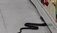Andırın'da market rafında yılan paniği