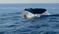 Alanya kıyılarında sürpriz balina ziyareti