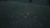 Sarıkamış arazisinde boz ayı ile köpeklerin kıran kırana takibi