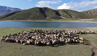 Sıcaklardan kaçan göçerlerin beş aylık Bitlis mesaisi başladı