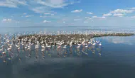 Tuz Gölü flamingo nüfusunda büyük artış yaşanıyor