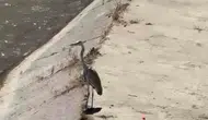 Karabük'te doğanın sessiz avcıları aynı kıyıda buluştu