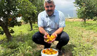 Osmaniyeli çiftçinin kayısı kazancı yüz güldürüyor