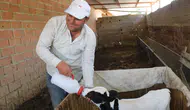 Denizli’de 6 aylık doğan minik buzağıya bebek gibi bakıyor