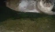 Giresun limanında beklenmedik misafirler