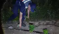 Mersin'in ormanlık alanında gizli kenevir tarlaları ortaya çıkarıldı
