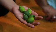 Arsuzlu narenciye üreticileri verimi artırmak için bir araya geldi