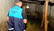Van'da bir mahalle kuduz riski nedeniyle karantinaya alındı