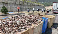 Mersin yolunda kaza sonucu 15 ton balık atığı yola saçıldı