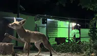 Çorumda bir vatandaş bahçesine gelen tilkiyi eliyle besledi