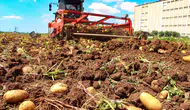 Çukurova’da patates bereketi fiyatı aşağı çekti