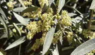 Zeytin üreticisi için El Nino takvimi başladı