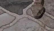 İdil’de sabah kahvesi yerine iki metrelik yılan sürprizi