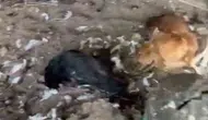 Mudanya'da sokak köpekleri kümese daldı