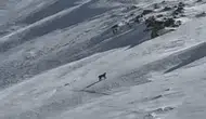 Bitlis dağlarında nadir rastlanan orman hayaleti görüntülendi