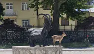 Tunceli sokaklarında şaşırtan görüntü Yaban keçisi kendi heykeliyle buluştu
