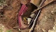 İzmit'te define avcılarının bıraktığı çukura büyükbaş hayvan düştü
