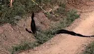 Malatya kırsalında yılanların nadir anları kaydedildi