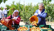Denizli tarlalarında hasat mesaisi başladı