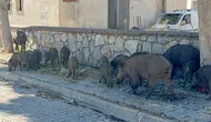 Bodrum sokaklarında 30 domuzluk sürpriz yürüyüş