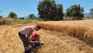Havran çiftçisinin hasat mesaisi denetim altında