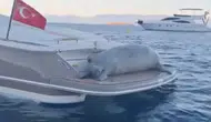 Bodrum açıklarında tatil yapan davetsiz misafir