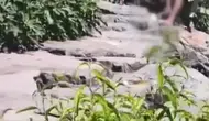 Avcılar'da köpeğe vahşice saldıran şahıs cezaevine gönderildi