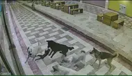 İskenderun çarşısında 6 köpeğin saldırısına uğrayan kedi can verdi
