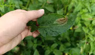 Aydınlı domates üreticisine mildiyö tehlikesi uyarısı