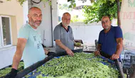 Aydın’ın bamya hasadında üreticiden destek beklentisi