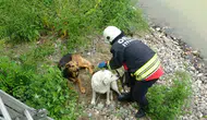 Ordu’da ırmak yatağında mahsur kalan köpekler için kurtarma operasyonu