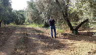 Balıkesir zeytinlerini sinek istilasından korumak için ekipler sahaya indi