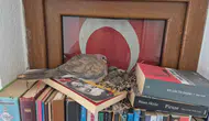 Datçalı kadının kitaplığına beklenmedik misafirler yerleşti